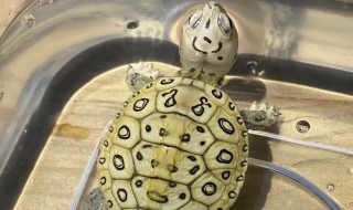 巴西小龟怎么养（巴西小龟怎么养吃什么）