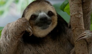 树懒为什么那么慢（树懒为什么那么慢却没有淘汰）