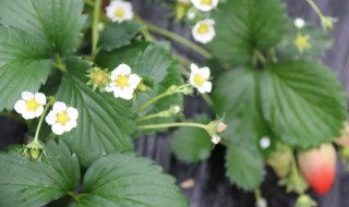 草莓的花是什么颜色 草莓的花是什么颜色的图片