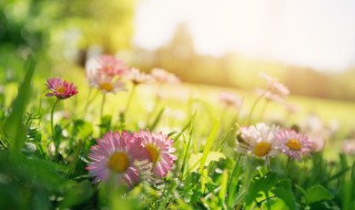 春天的天气有什么特点 春天的天气特点有哪些