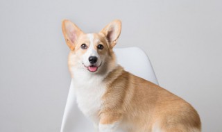 柴犬幼犬怎么看纯不纯 柴犬怎么看纯不纯,纯种柴犬有哪些标准