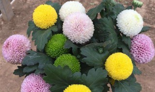 怎样在家里养好乒乓菊（怎样在家里养好乒乓菊花）