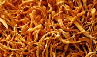 虫草花忌与什么同食 虫草花不能与什么同食