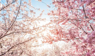 樱花与桃花区别 樱花与桃花区别图片