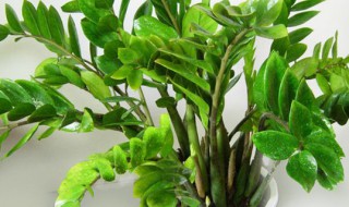 雪铁芋有毒吗（少量雪铁芋有没有毒）