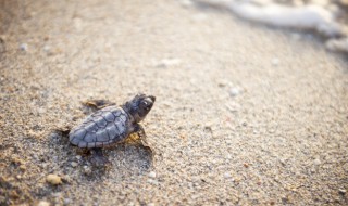 养乌龟养几只风水才好 乌龟养几只比较好风水