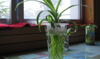 用水培吊兰水里加什么 用水培吊兰水里加什么水好