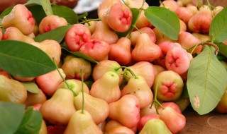 莲雾可以煮熟吃吗（莲雾没熟透可以吃吗）