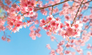 樱花和桃花之间的区别 樱花和桃花之间的区别是什么