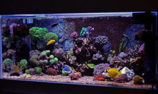 鱼缸风水尺寸多少合适 鱼缸风水尺寸多少最好