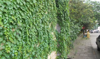 爬山虎怎么养护 爬山虎怎么养护方法
