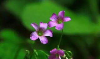 一枝草一点露是什么意思 一枝草一点露是什么歌