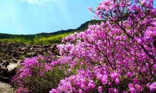 喇叭沟门杜鹃花什么时候开 喇叭沟门国家森林公园杜鹃花开了