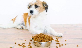 自制狗粮的做法 自制狗粮的做法视频