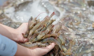 河虾怎么做好吃又简单（红烧河虾怎么做好吃又简单）