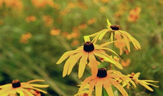 冷门好听的花名花语 冷门好听花的名字