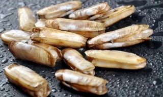 蛏储存方法（蛏子如何保存?蛏子该怎么储存?）