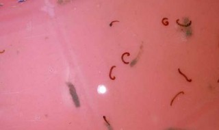 红虫储存方法 红虫储存方法视频