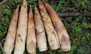 雷笋储存方法（雷笋保存时间）