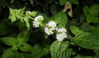 香草储存方法 香草储存方法有哪些