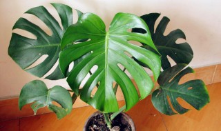 客厅最旺宅的大型植物风水 客厅最旺宅的大型植物图片