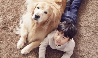 金毛犬好养吗（金毛犬好养吗,从这三点来分析）