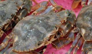 鲜螃蟹怎么保存 鲜螃蟹怎么保存才新鲜