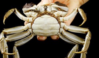 蒸螃蟹怎么放(蒸螃蟹怎么放不流黄)