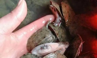 小甲鱼苗怎么养（甲鱼苗怎么养）