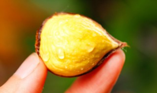 生栗子怎么煮好吃（生栗子怎么煮好吃又简单）