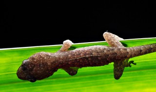 小壁虎怎么养（野生小壁虎怎么养）