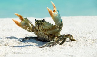 大闸蟹紫苏包怎么用（螃蟹中紫苏包怎么用）