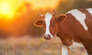 2022年各生肖运势排名（2022年生肖运势排行榜）