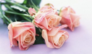 二十一朵玫瑰花语（二十一朵玫瑰花语是什么）