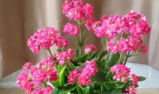 长寿花8月份能修剪吗（八月份长寿花怎样剪枝）