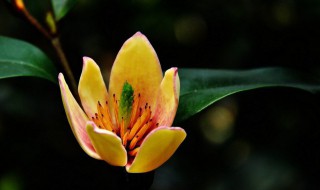 含笑冬天怎么养 夏天养含笑花注意什么