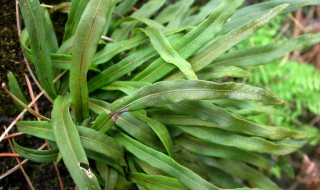 七星草是什么植物（七星草是什么植物类型）