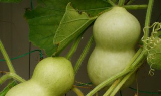 葫芦上的黑斑如何去除(葫芦上的黑斑怎么去除)