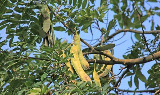 皂角是什么(皂角是什么树上结的)