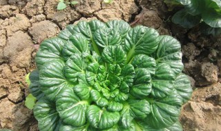 乌塌菜北方几月种植 乌塌菜北方几月种植的