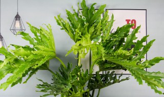 白花小松多肉的修剪方法（白花小松多肉怎么修剪）