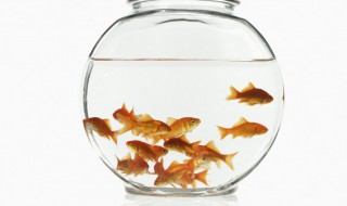 最常见的100种动物（动物园最常见的100种动物）