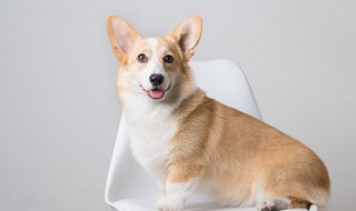 狗狗可以喝酸奶吗（一个月的狗狗可以喝酸奶吗）