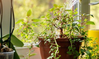 家里养什么植物对财运好 家里养什么植物风水好,招财,旺财运