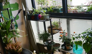 阳台放什么花最旺财 家里阳台最旺财的十种花