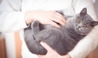 蓝猫怎么养才胖胖的（蓝猫如何养得胖胖的）