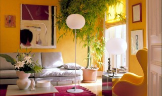 客厅摆什么花旺风水(客厅摆什么花旺风水又好栽)