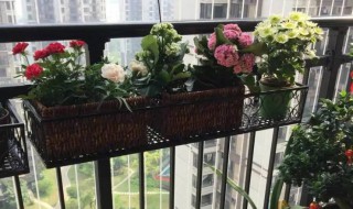 阳台摆放什么植物 阳台摆放什么植物 风水