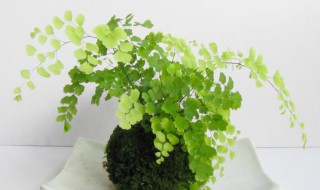 铁线蕨的养殖方法和注意事项大全 铁线蕨的养殖方法和注意事项大全图解