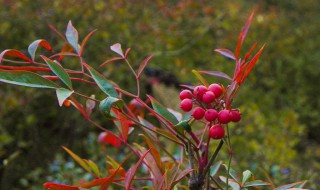 南天竹对风水好吗（南天竹对风水好吗禁忌）